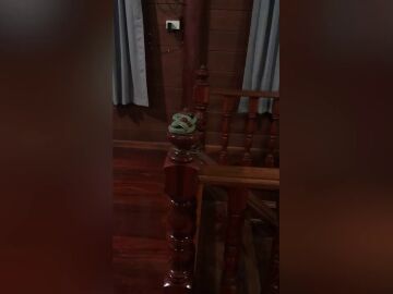 Una familia aterrorizada encuentra una serpiente enrollada en la barandilla de la escalera de su casa