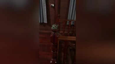 Una familia aterrorizada encuentra una serpiente enrollada en la barandilla de la escalera de su casa