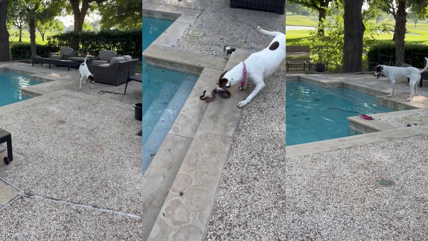 Perra ataca a una serpiente Perra ataca a una serpiente
