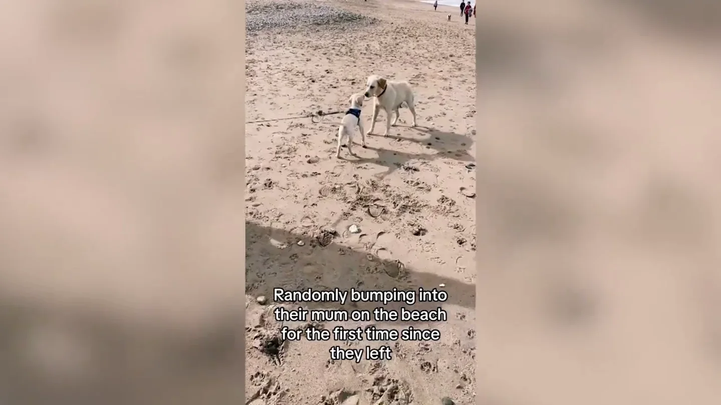 Un perrito se encuentra por sorpresa con su madre y hermana en la playa Un perrito se encuentra por sorpresa con su madre y hermana en la playa