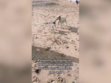 Un perrito se encuentra por sorpresa con su madre y hermana en la playa