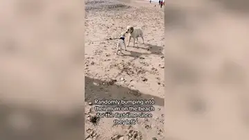 Un perrito se encuentra por sorpresa con su madre y hermana en la playa
