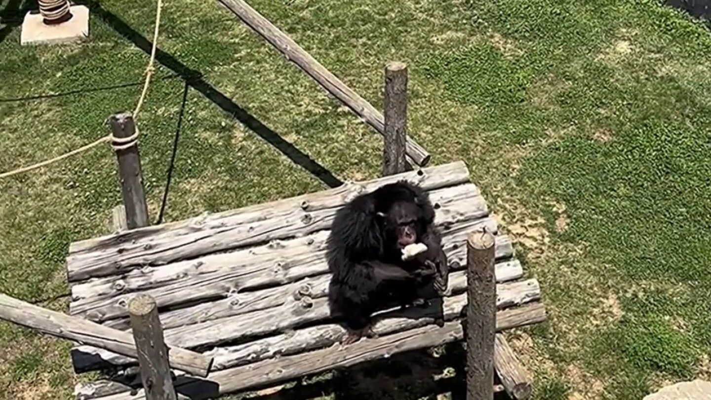 Un chimpanc&eacute; inteligente devuelve una sandalia que se le cayo a un visitante en su recinto de un zoo en China