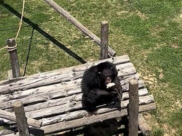 Un chimpancé inteligente devuelve una sandalia que se le cayo a un visitante en su recinto de un zoo en China