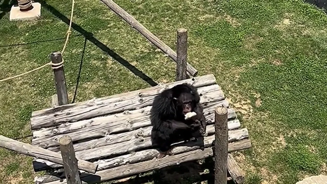 Un chimpancé inteligente devuelve una sandalia que se le cayo a un visitante en su recinto de un zoo en China Un chimpancé inteligente devuelve una sandalia que se le cayo a un visitante en su recinto de un zoo en China