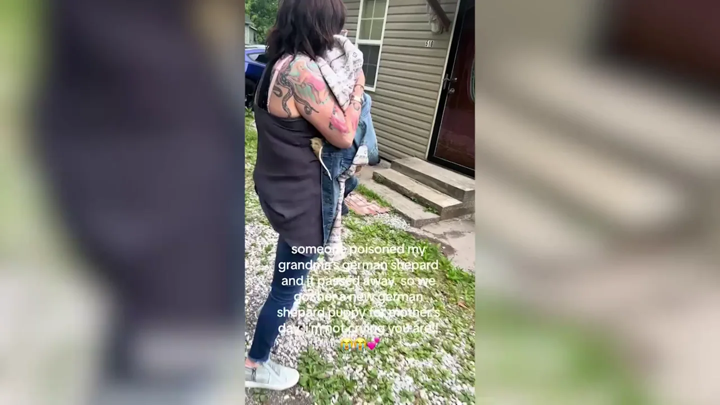 El vídeo de una mujer sorprendiendo a su abuela regalándole un cachorro de pastor aleman que está arrasando en TikTok El vídeo de una mujer sorprendiendo a su abuela regalándole un cachorro de pastor aleman que está arrasando en TikTok