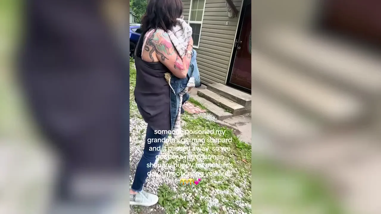 El v&iacute;deo de una mujer sorprendiendo a su abuela regal&aacute;ndole un cachorro de pastor aleman que est&aacute; arrasando en TikTok