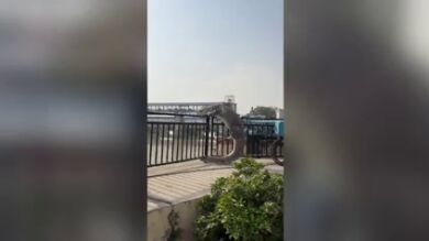 Capturan un gigantesco cocodrilo tras escaparse de un canal en la India