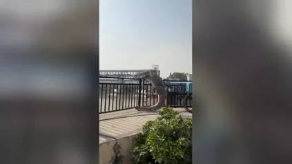 Capturan un gigantesco cocodrilo tras escaparse de un canal en la India