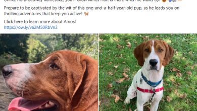 Llevó a su perro enfermo para ser sacrificado y un año después lo encuentra vivo en un anuncio de adopción en Facebook