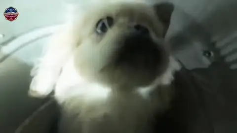 El increíble rescate de un cachorro de 12 semanas El increíble rescate de un cachorro de 12 semanas