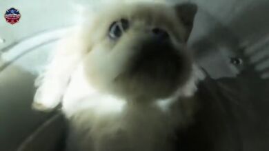 El increíble rescate de un cachorro de 12 semanas que se quedó atrapado en un conducto de ventilación