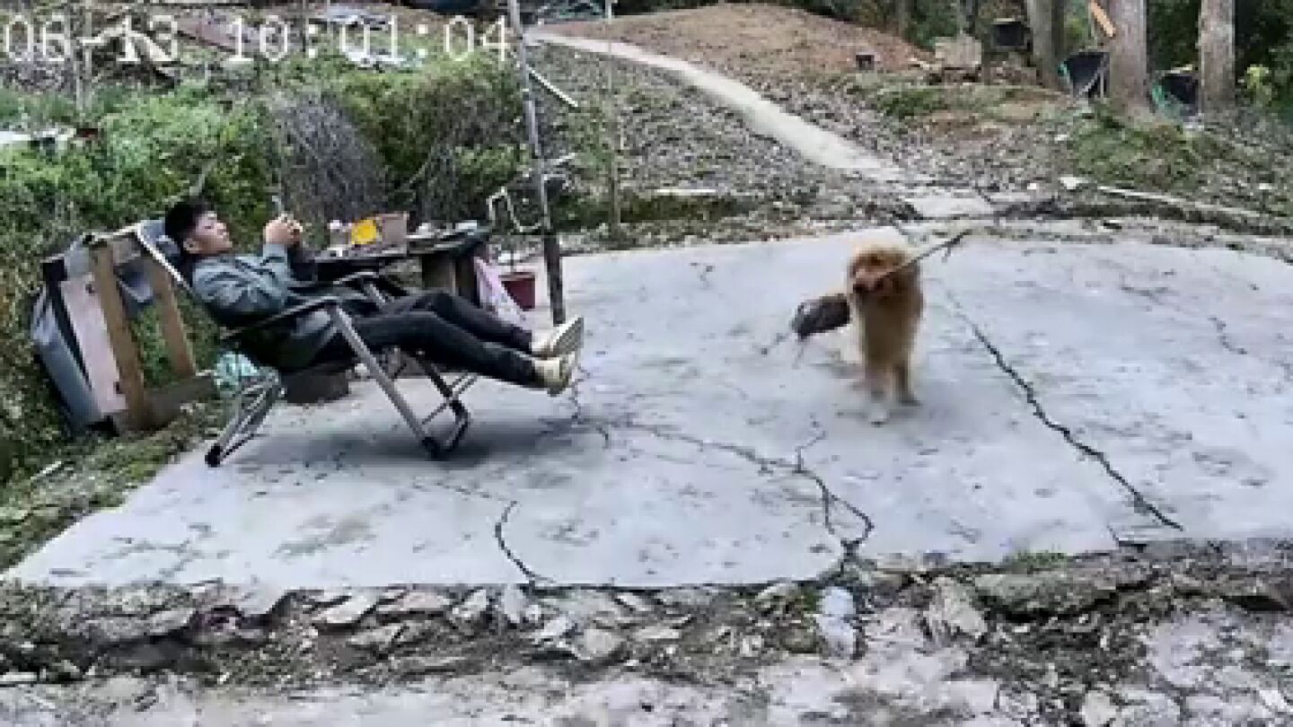Un perro le trae a su due&ntilde;o un palo pero con un avispero pegado