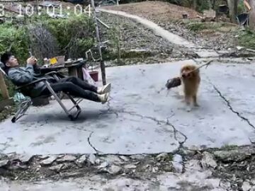 Un perro le trae a su dueño un palo pero con un avispero pegado