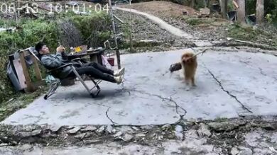 Un perro le trae a su dueño un palo pero con un avispero pegado