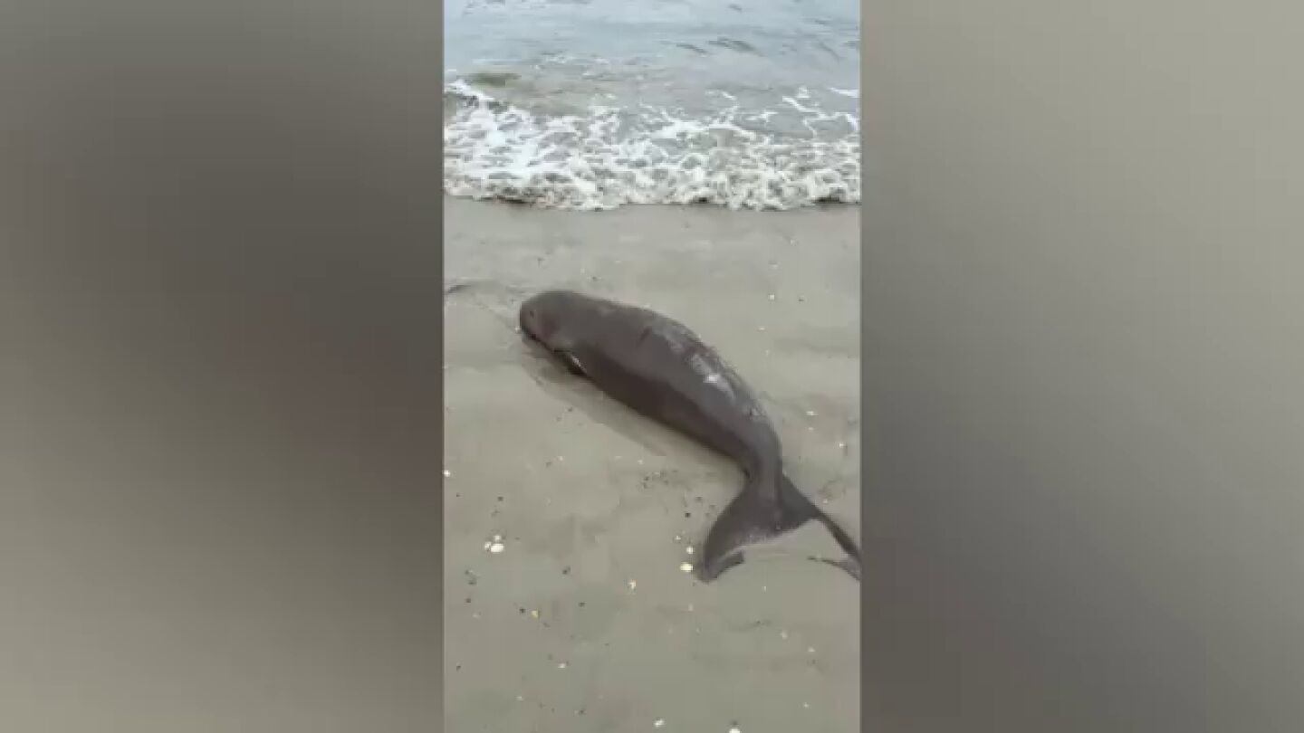 Rescatan a un beb&eacute; dugongo hu&eacute;rfano empujado por las olas a la playa y la salvan la vida en Tailandia
