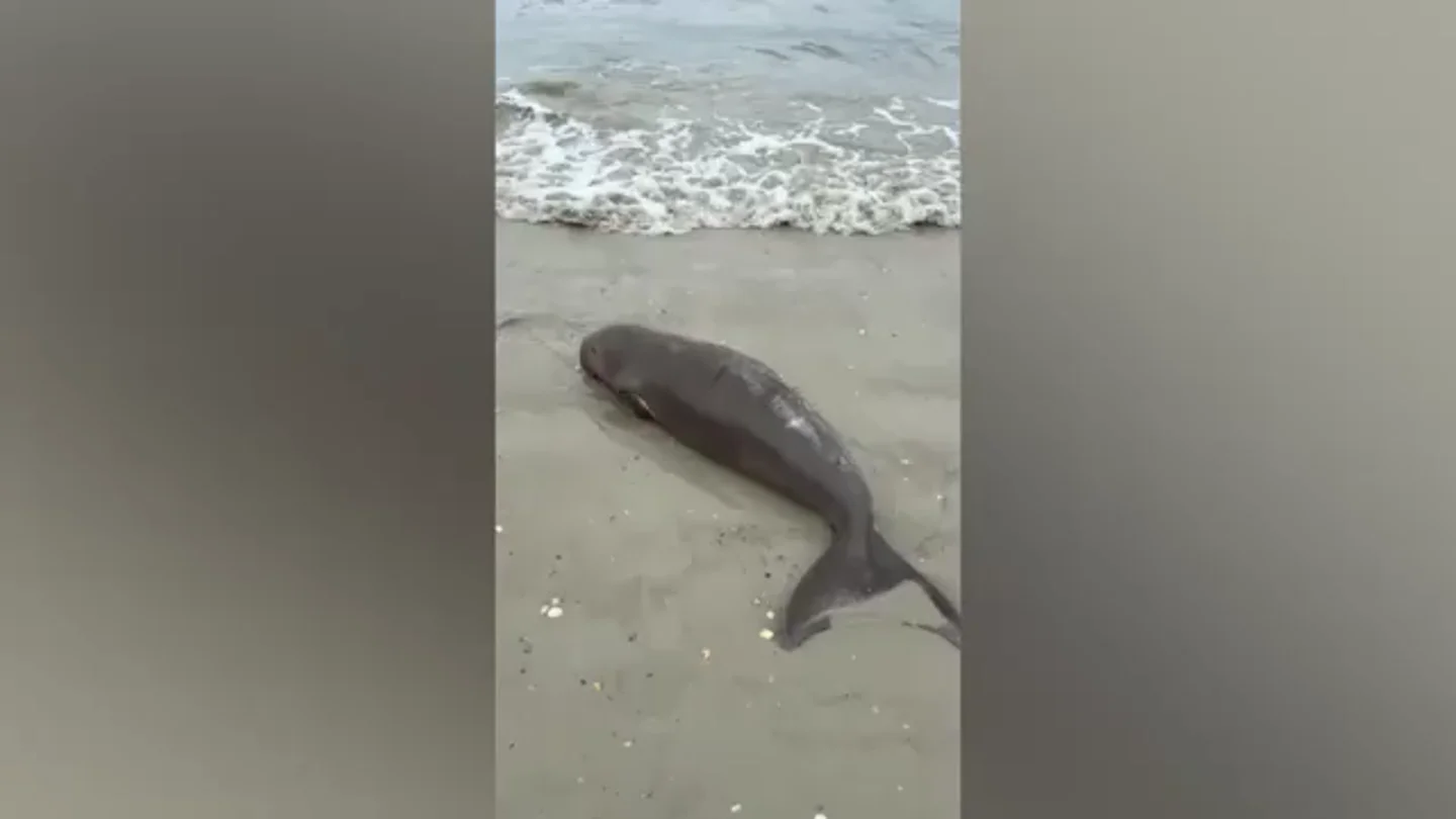 Rescatan a un bebé dugongo huérfano empujado por las olas a la playa y la salvan la vida en Tailandia Rescatan a un bebé dugongo huérfano empujado por las olas a la playa y la salvan la vida en Tailandia