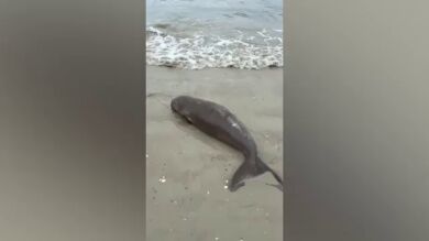 Rescatan a un bebé dugongo huérfano empujado por las olas a la playa y la salvan la vida en Tailandia