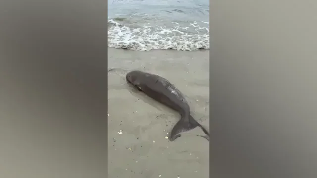 Rescatan a un bebé dugongo huérfano empujado por las olas a la playa y la salvan la vida en Tailandia Rescatan a un bebé dugongo huérfano empujado por las olas a la playa y la salvan la vida en Tailandia