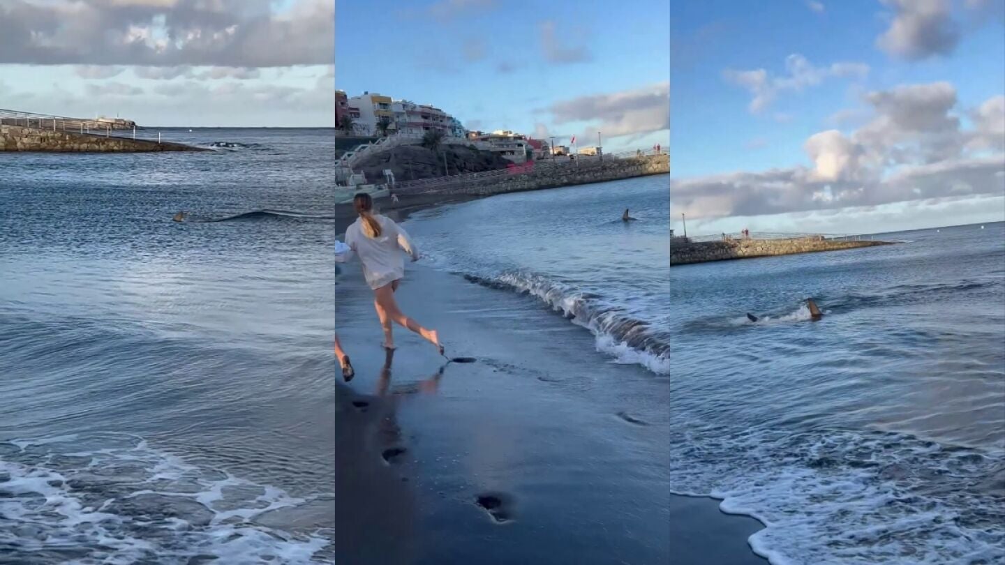 Tibur&oacute;n en una playa de Gran Canaria