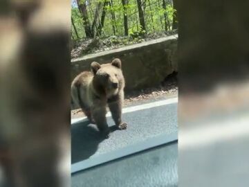 Dos osos asaltan un coche en Rumanía y le roban la comida a los pasajeros