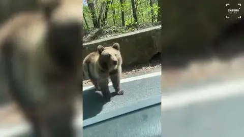 Dos osos asaltan un coche en Rumanía y le roban la comida a los pasajeros Dos osos asaltan un coche en Rumanía y le roban la comida a los pasajeros