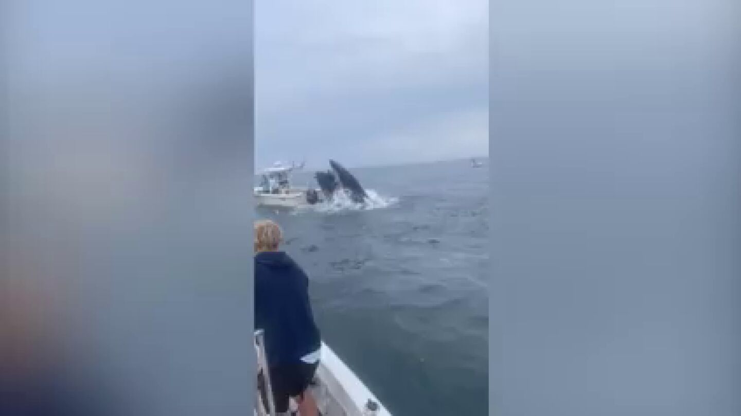 Aterrador momento en que una ballena vuelca un barco frente a la costa de New Hampshire