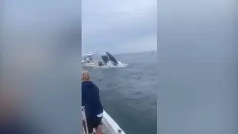 Aterrador momento en que una ballena vuelca un barco frente a la costa de New Hampshire Aterrador momento en que una ballena vuelca un barco frente a la costa de New Hampshire