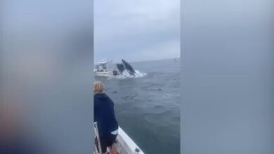 Aterrador momento en que una ballena vuelca un barco frente a la costa de New Hampshire