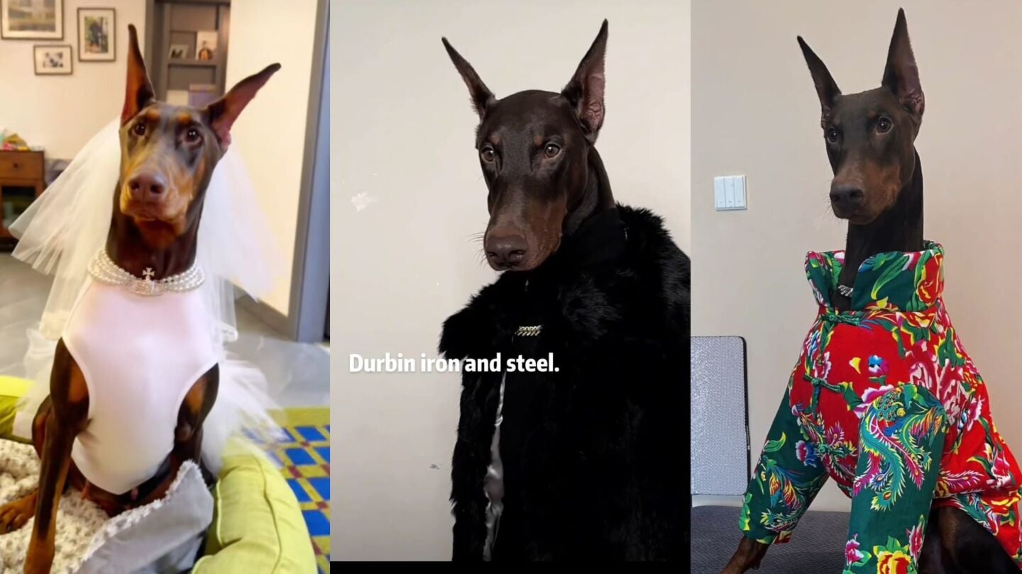 V&iacute;deo de @xiaoling6868 donde ense&ntilde;a a el perro modelo