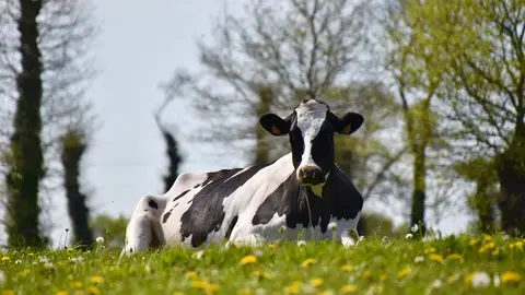 Vaca. Vaca.