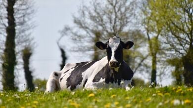 Esta vaca se ha convertido en ayudante de cocina, y ha llevado a su dueño al éxito