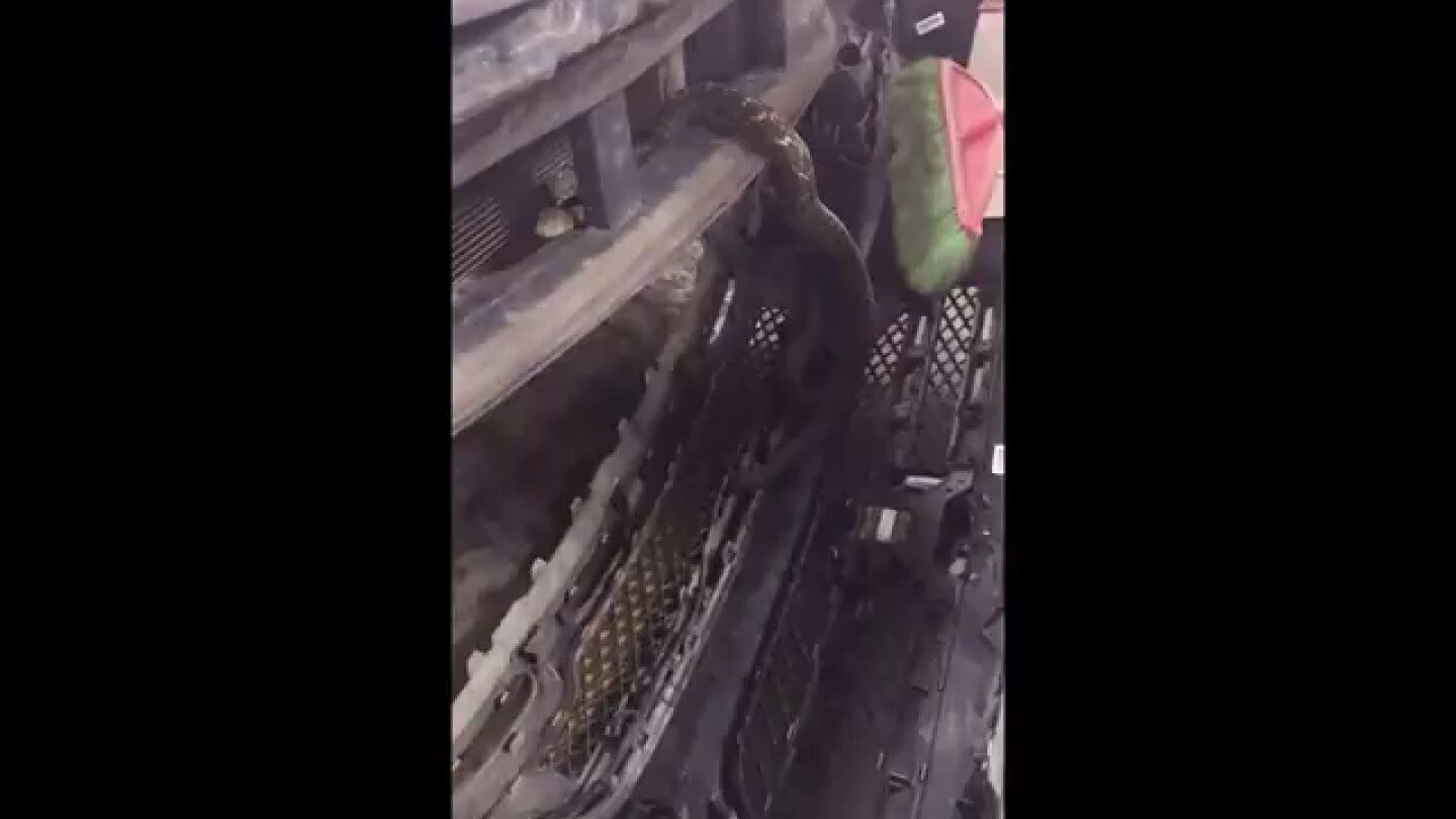 Mec&aacute;nicos retiran una cobra real escondida en dentro de un coche