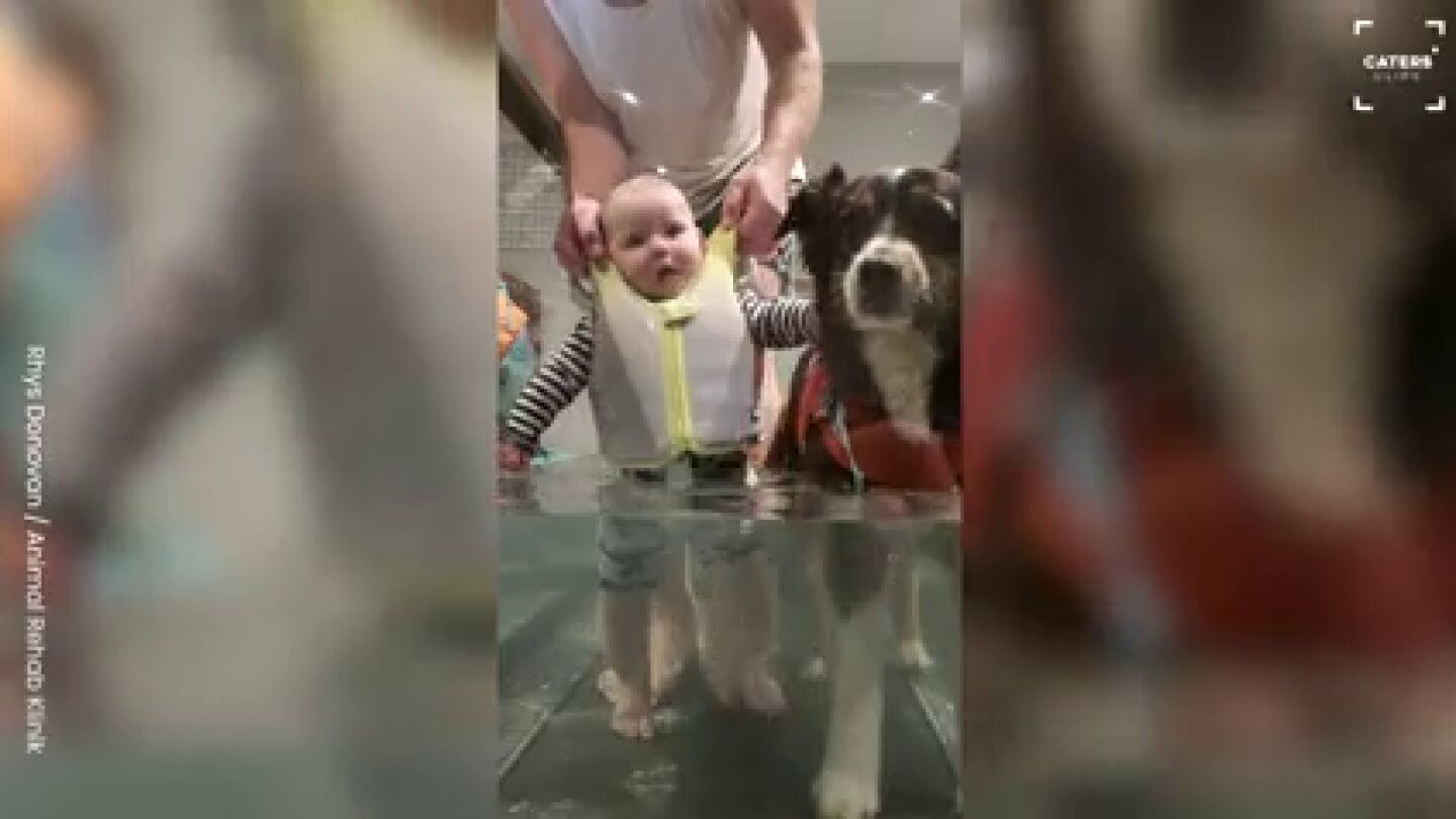 Un perro ayuda al beb&eacute; de sus due&ntilde;os a aprender a caminar