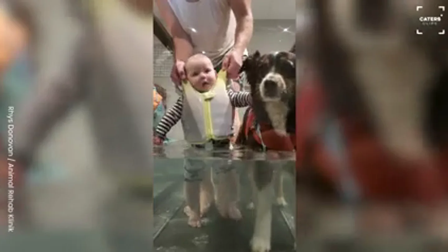 Un perro ayuda al bebé de sus dueños a aprender a caminar Un perro ayuda al bebé de sus dueños a aprender a caminar