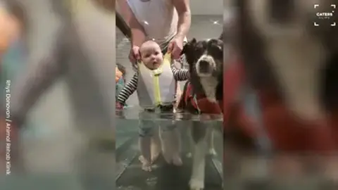 Un perro ayuda al bebé de sus dueños a aprender a caminar Un perro ayuda al bebé de sus dueños a aprender a caminar