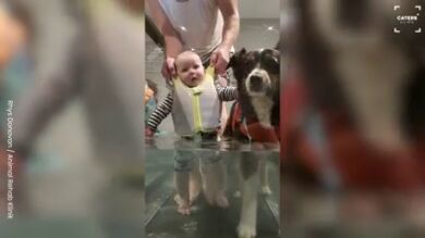 Un perro ayuda al bebé de sus dueños a aprender a caminar