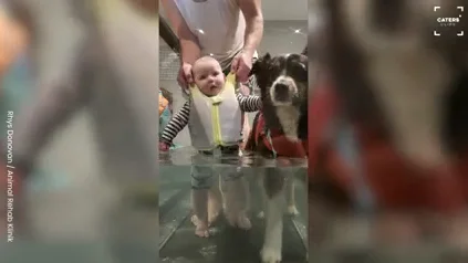 Un perro ayuda al bebé de sus dueños a aprender a caminar Un perro ayuda al bebé de sus dueños a aprender a caminar