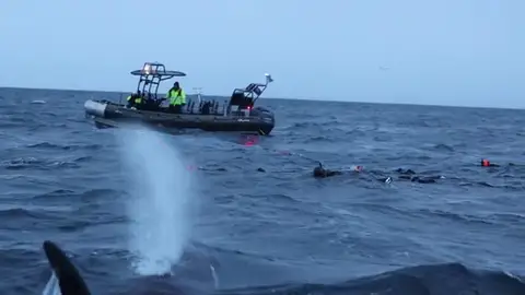 Una orca nada directamente hacia un grupo de buceadores en estas intensas imágenes Una orca nada directamente hacia un grupo de buceadores en estas intensas imágenes