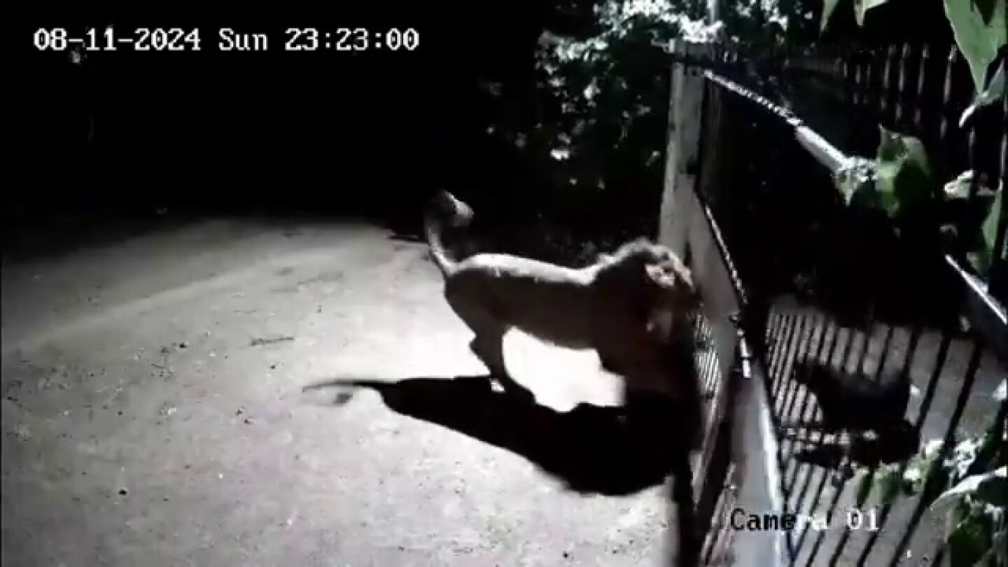 Aterradora escena en la que unos perros intr&eacute;pidos se enfrentan a dos leones con solo una puerta de metal que los separa
