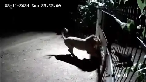 Aterradora escena en la que unos perros intrépidos se enfrentan a dos leones con solo una puerta de metal que los separa Aterradora escena en la que unos perros intrépidos se enfrentan a dos leones con solo una puerta de metal que los separa