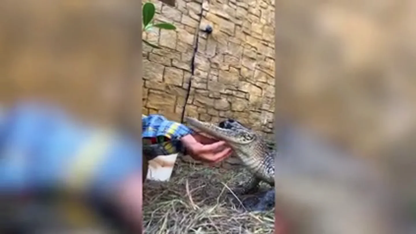 Jawlene, la cocodrilo aligátor viral a la que le falta la mandíbula de arriba Jawlene, la cocodrilo aligátor viral a la que le falta la mandíbula de arriba