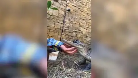 Jawlene, la cocodrilo aligátor viral a la que le falta la mandíbula de arriba Jawlene, la cocodrilo aligátor viral a la que le falta la mandíbula de arriba