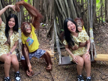 Un orangut&aacute;n agarra los pechos de una turista