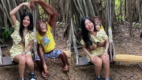 Un orangután agarra los pechos de una turista Un orangután agarra los pechos de una turista