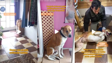 La historia de Neón, el perro devastado por la muerte de su dueño que ha encontrado la felicidad de nuevo