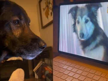 Foto v&iacute;deo de TikTok de @rolloandsadie