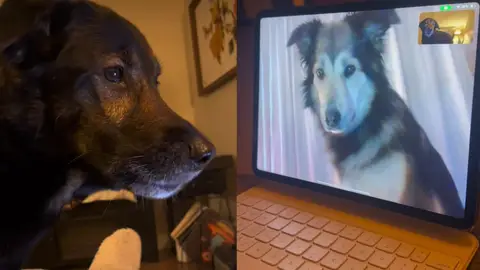 Dos perros mejores amigos hacen una videollamada y rompen corazones en las redes sociales Foto vídeo de TikTok de @rolloandsadie