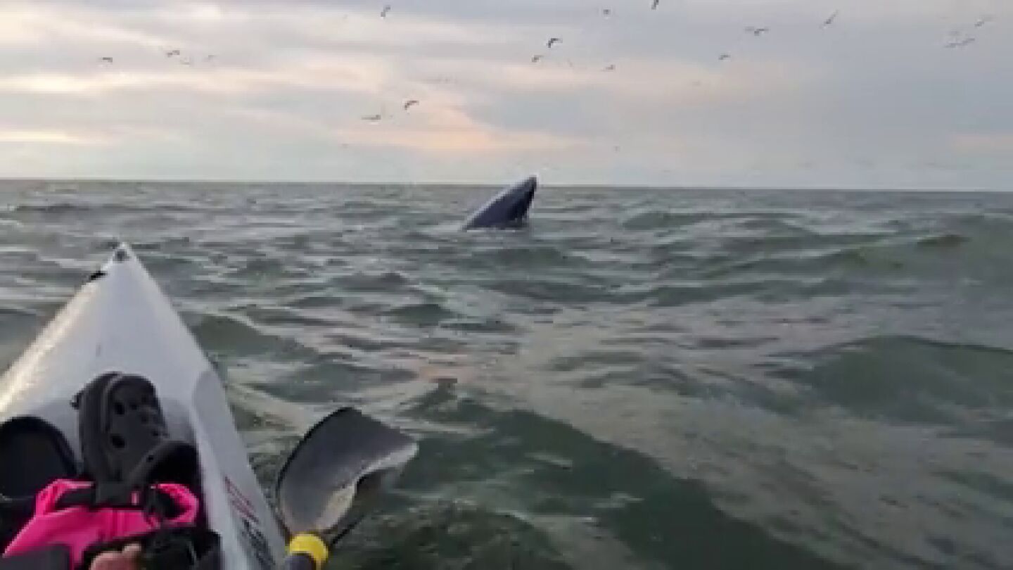 Un kayakista se encuentra con una enorme ballena chapoteando en el mar