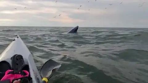 Un kayakista se encuentra con una enorme ballena chapoteando en el mar Un kayakista se encuentra con una enorme ballena chapoteando en el mar